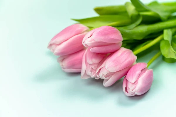 Spring Bud Bouquet Creative Frame Design Blank Pink Tulips Bouquet Royalty Free Stock Images
