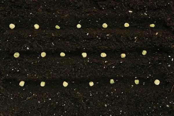 Row Planted Green Peas Soil Farming Concept Top View — Fotografia de Stock