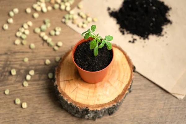 Sprout Pot Cut Tree Background Scattered Seeds Soil Home Gardening — Stockfoto