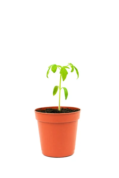 Tomato Sprout Pot Isolated White Background Seedlings Grown Pots Balcony — Zdjęcie stockowe