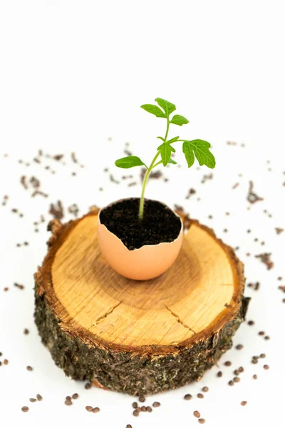 Tomato Sprout Eggshell Cut Tree Background Scattered Seeds Vertical Photo — Stockfoto