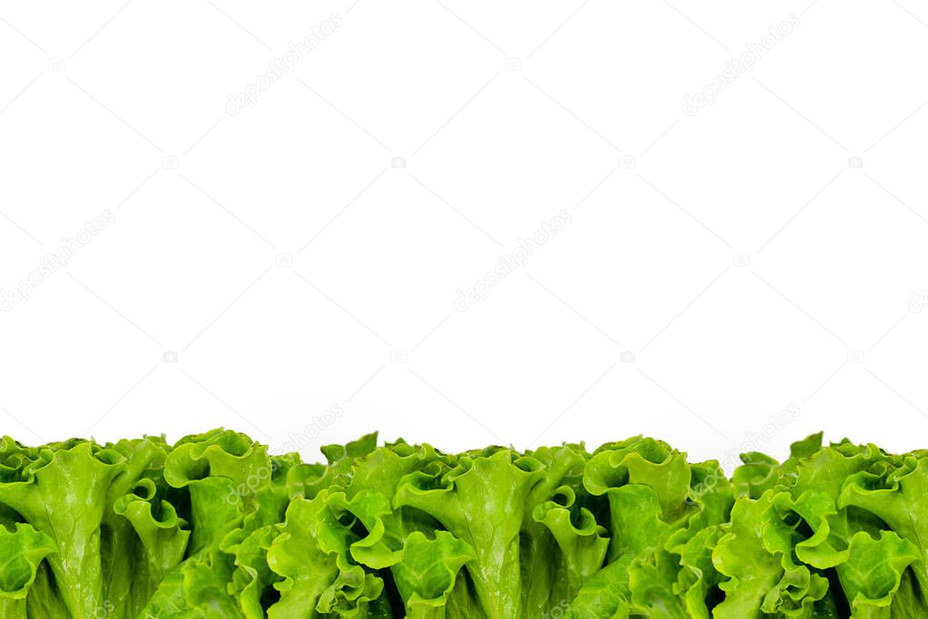 Fresh green lettuce background, salad leaves in a row, banner, copy space