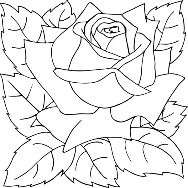 Desenho Contorno Isolado Flor Rosa Gráfico — Vetor de Stock