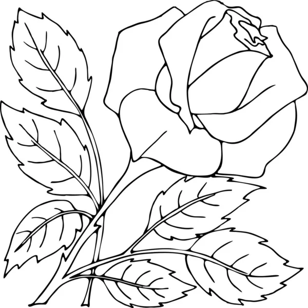 Izolovaná Kresba Růžového Květu Grafika — Stockový vektor