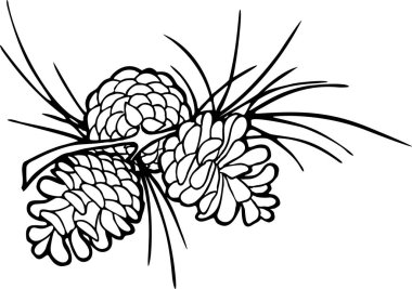 bir dal üzerinde üç ladin konisi siyah ana hat çizimi