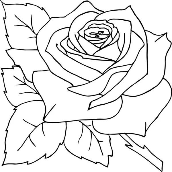 Gül çiçeğinin izole edilmiş siyah çizgisi