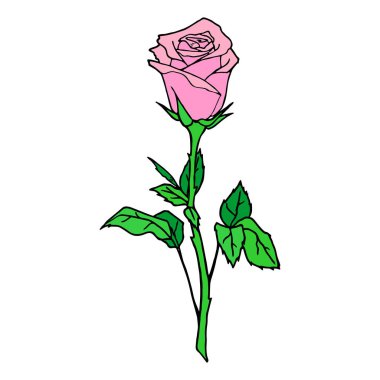 Beyaz arkaplanda pembe bir gülün renkli çizimi, tasarım, sanat, sevgililer günü