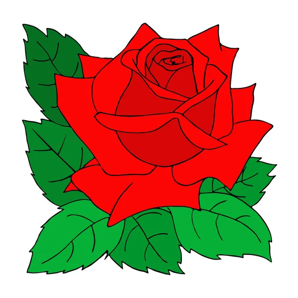 Drawing Red Rose Close Design Color Graphics Illustration — стоковый вектор