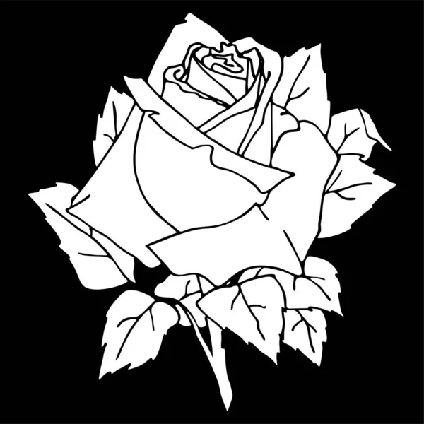 White Drawing Rose Black Background Silhouette Flower Isolated Element Graphics — Vetor de Stock