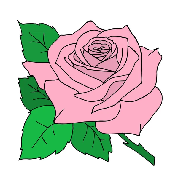 Pink Rose Close Drawing Design Color Graphics Illustration — Stockvector