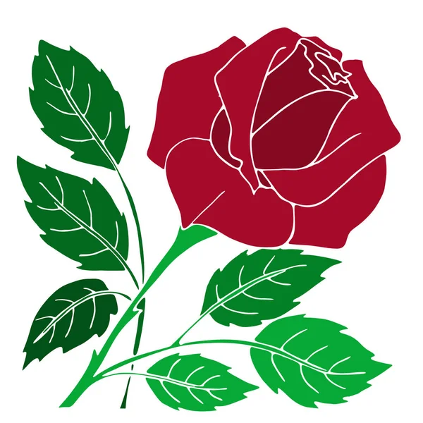 Drawing Red Rose Close Design Color Graphics Illustration — Διανυσματικό Αρχείο