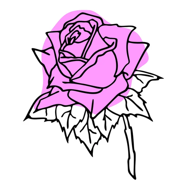 Pink Rose Close Drawing Design Color Graphics Illustration — 스톡 벡터