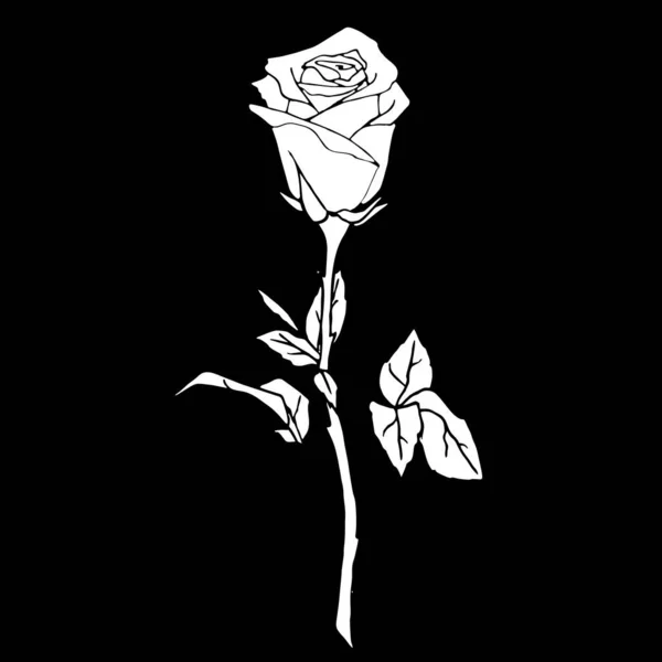 White Drawing Rose Black Background Silhouette Flower Isolated Element Graphics — ストックベクタ