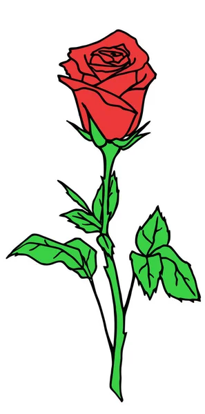 Dibujo Rosa Rama Con Flor Roja Hojas Elemento Aislado Diseño — Vector de stock