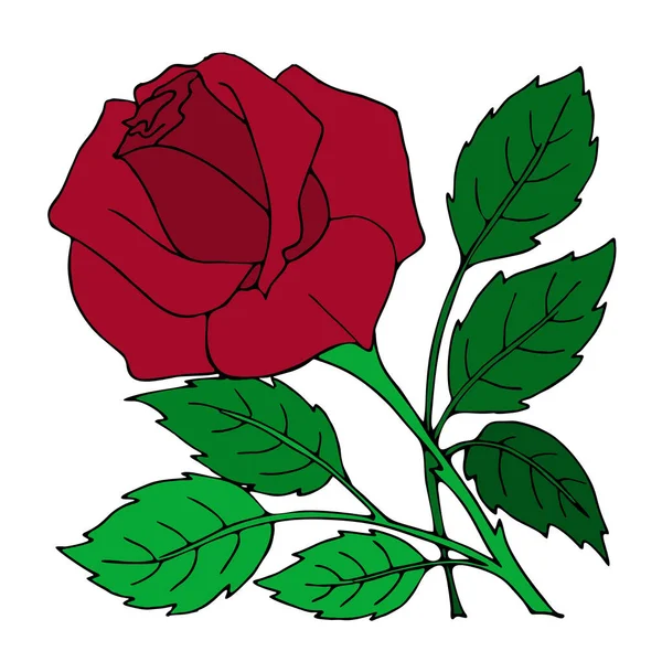 Drawing Red Rose Close Design Color Graphics Illustration — Διανυσματικό Αρχείο