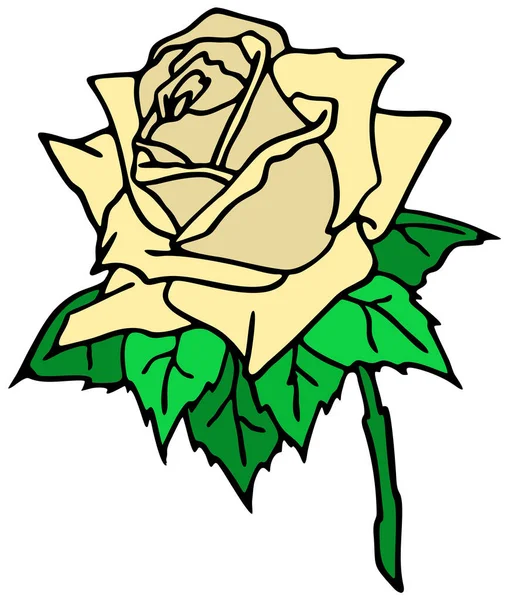 Dibujo Rosa Rama Con Flor Blanca Hojas Elemento Aislado Diseño — Vector de stock