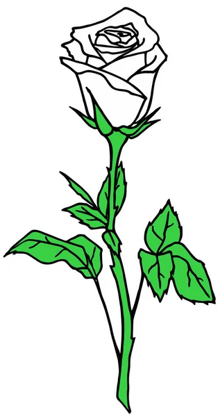 Zeichnung Rosenzweig Mit Weißen Blüten Und Blättern Isoliertes Element Design — Stockvektor