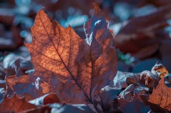 Herbstblätter Auf Dem Boden Ahorn Lässt Baum Stehen — Stockfoto