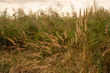 Rüzgardaki çimenler