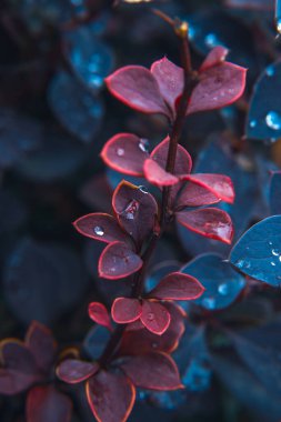 Göletteki kırmızı mavi su zambağı