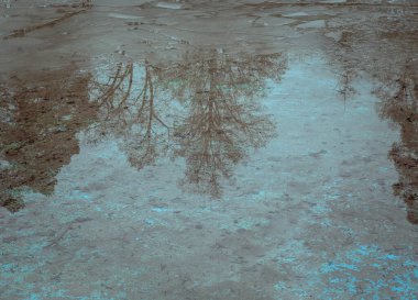 Sudaki yansıma ağacı