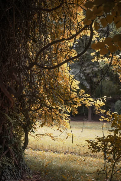 Automne Dans Parc — Photo