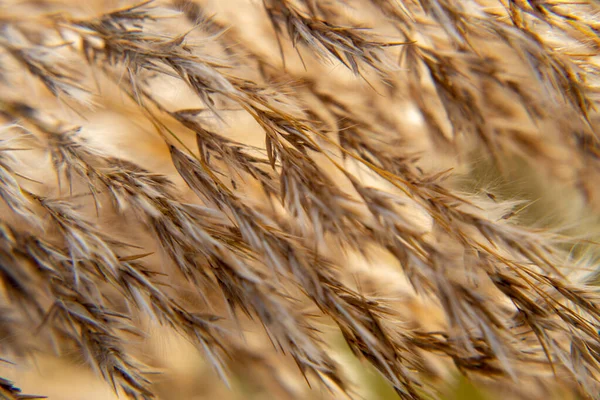 Campo Grano Dorato Estate — Foto Stock