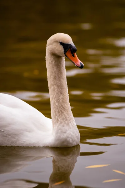 Néma Hattyú Cygnus Olor — Stock Fotó