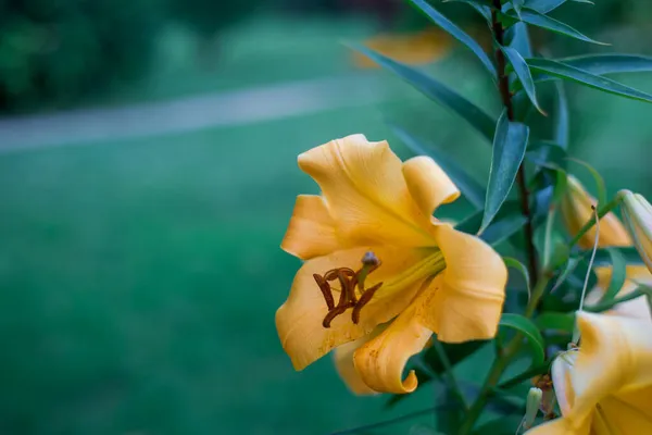 Изолированная Жёлтая Лилия Тёмном Фоне — стоковое фото
