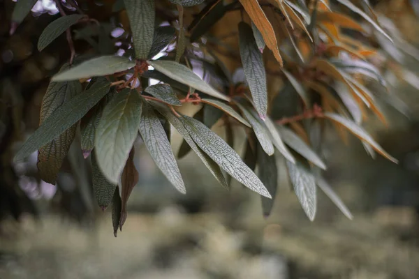 Close Van Bladeren Van Gerimpelde Blad Viburnum Plant — Stockfoto