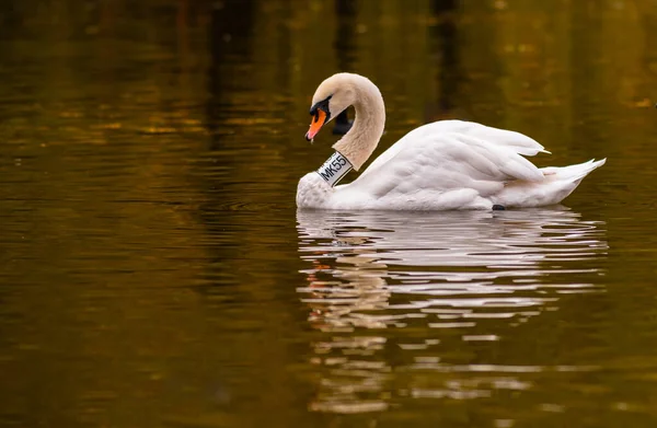 Cisne Lago — Foto de Stock