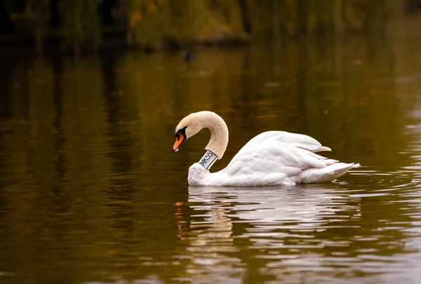 Cygne Sur Lac — Photo