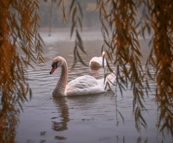 Cygne Dans Lac Coucher Soleil — Photo