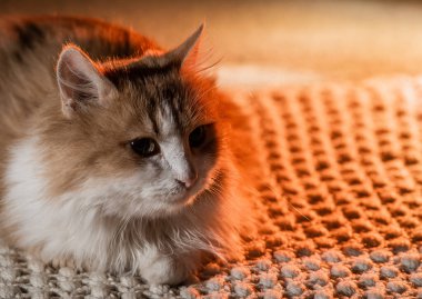 Kırmızı Kedi, soyutlanmış karanlık arka planda güzel gözlerle yatıyor.