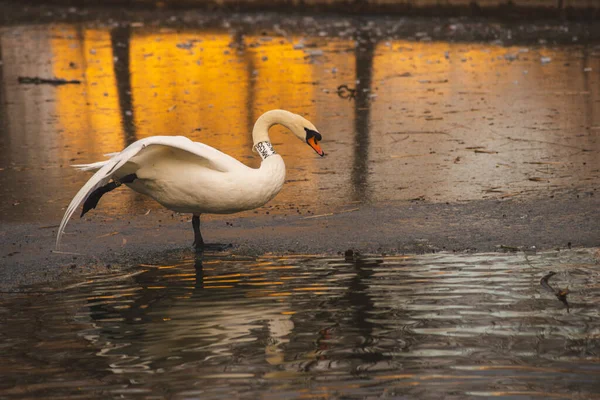 日没の公園の湖の白い白鳥 — ストック写真