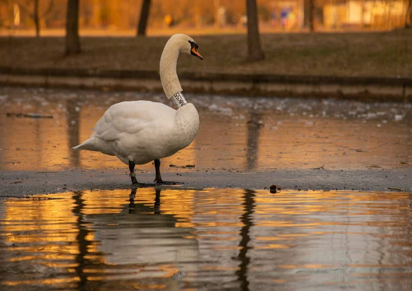 日没の公園の湖の白い白鳥 — ストック写真