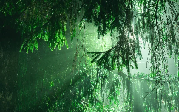 Sapin Vert Dans Brouillard Nuit Hiver — Photo