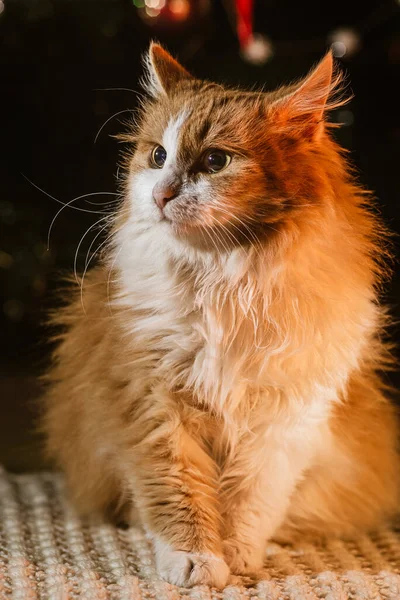 Rote Katze Steht Mit Freundlichen Augen Auf Isoliertem Dunklen Hintergrund — Stockfoto