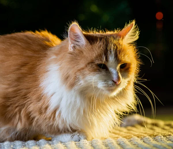 Κόκκινη Γάτα Ξαπλωμένη Ευγενικά Μάτια Απομονωμένο Σκούρο Φόντο — Φωτογραφία Αρχείου