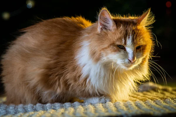 Κόκκινη Γάτα Ξαπλωμένη Ευγενικά Μάτια Απομονωμένο Σκούρο Φόντο — Φωτογραφία Αρχείου