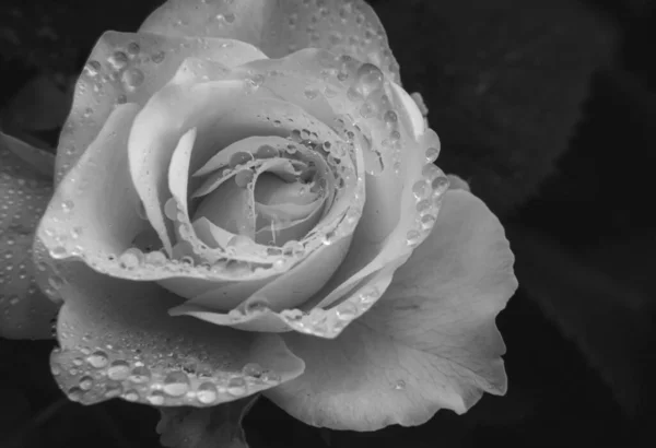 Роза Естественный Темный Фон Белый Кремовый Цветок Розы Саду Растущие — стоковое фото