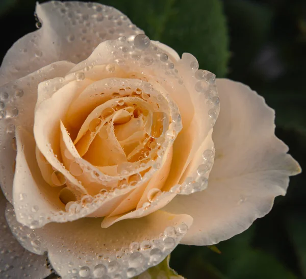 Rosa Bonita Natureza Fundo Escuro Branco Cor Creme Rosa Flor — Fotografia de Stock