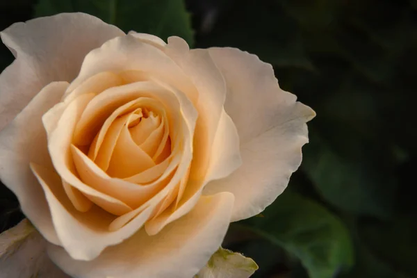 Rosa Bonita Natureza Fundo Escuro Branco Cor Creme Rosa Flor — Fotografia de Stock