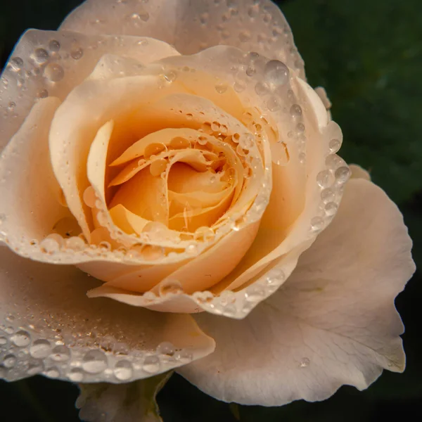 Rosa Bonita Natureza Fundo Escuro Branco Cor Creme Rosa Flor — Fotografia de Stock