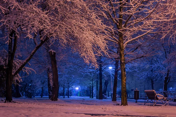 Fagy Fán Télen Parkban Éjszaka Mesés Téli Park Fák Borított — Stock Fotó