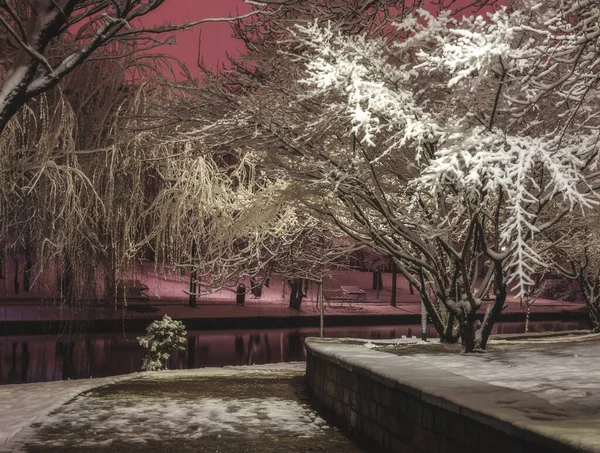 冬日里 公园里的树上结了霜 冬日里的公园令人难以置信 树上覆盖着雪 五彩斑斓的夜景里 空旷的夜晚 湖中倒影着雪 — 图库照片