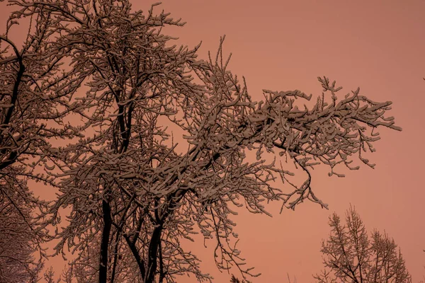 Fagy Fán Télen Parkban Éjszaka Mesés Téli Park Fák Borított — Stock Fotó