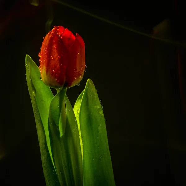 Červený Tulipán Květ Zblízka Černém Pozadí Červené Okvětní Lístky Zblízka — Stock fotografie