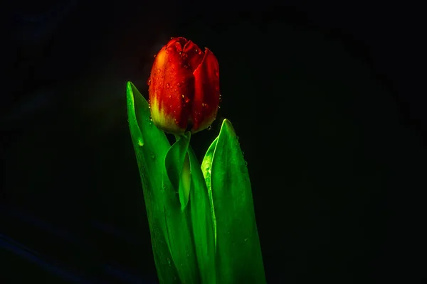 Flor Tulipán Rojo Cerca Sobre Fondo Negro Pétalos Rojos Cerca —  Fotos de Stock