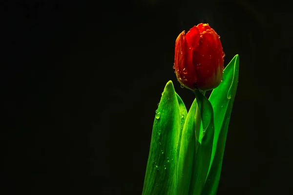 Flor Tulipán Rojo Cerca Sobre Fondo Negro Pétalos Rojos Cerca —  Fotos de Stock